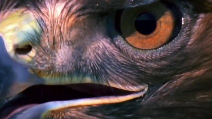 Amazing Hawk hunting Rattle Snake in Africa