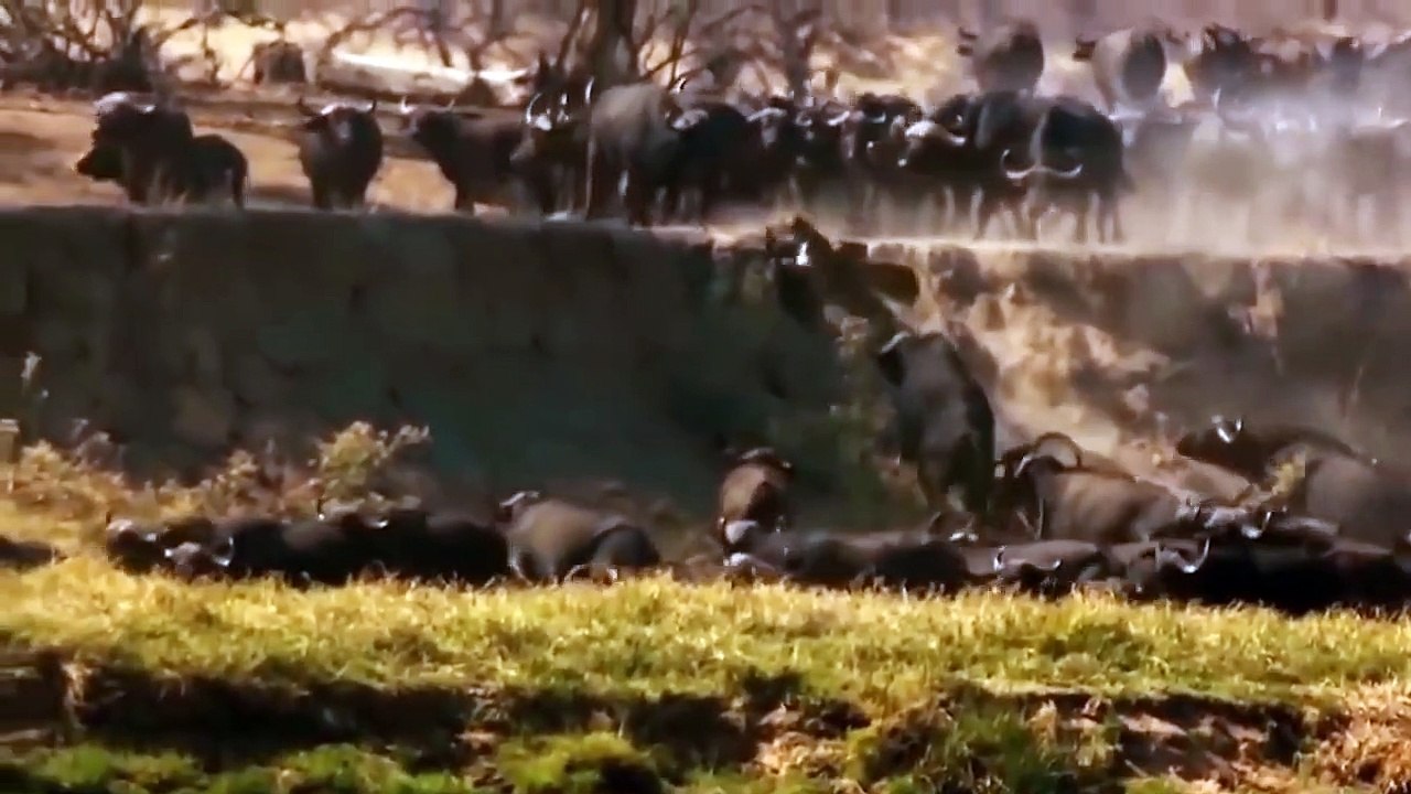 100 Angry Buffalos Attack Lion To Avenge His Friend - Buffalo Determined To Put Lion To Death