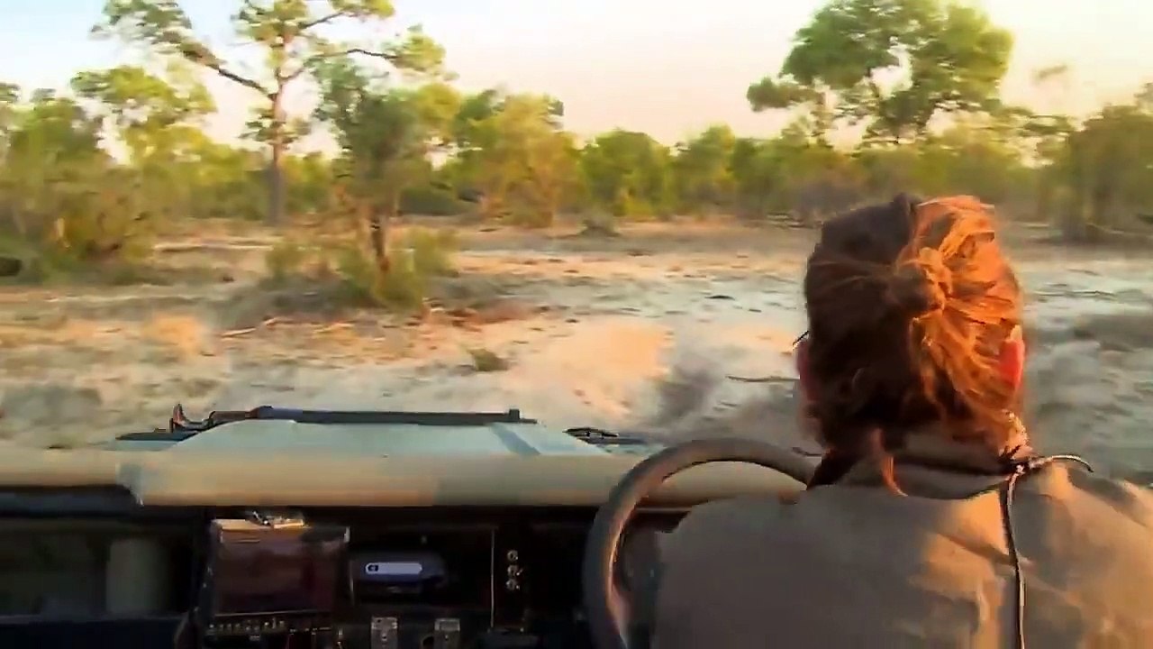 Elephant Vented His Anger When He Saw Wild Dogs - Wild Dog Regrets Teasing The Elephant