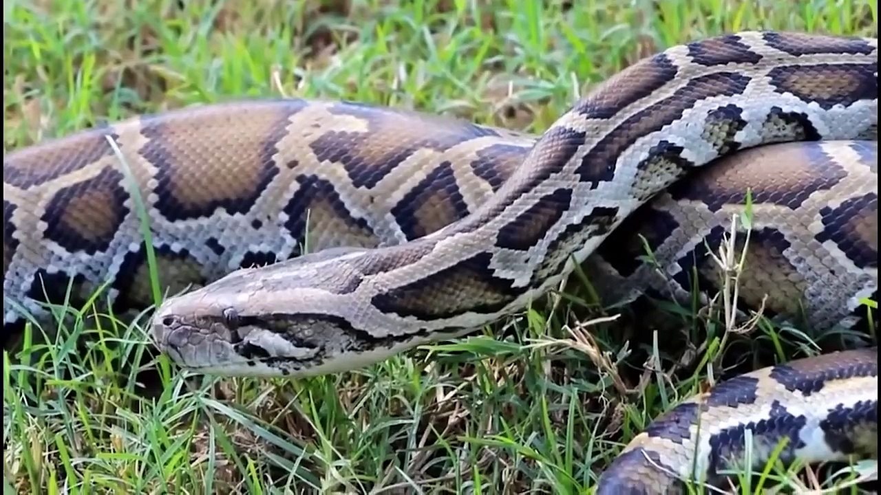 Baboon Are Too Strong - Leopard Was Defeated When Climbing The Baboon Attack Tree - Baboon Attack