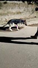 My GSD Simbha night walk