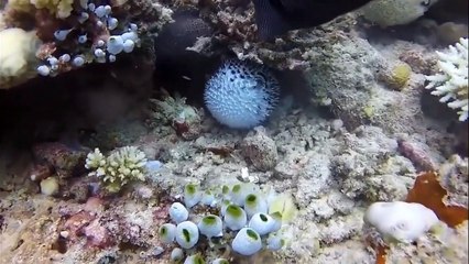 Moray Eel vs Puffer Fish In Big Battle- Who Win (2)