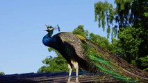 5 Most Beautiful Peacocks In The World | Urdu / Hindi | Trusty Vibes
