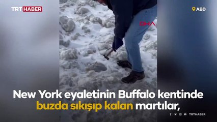 Buzda sıkışan martılar donarak ölmeden önce kurtarıldı