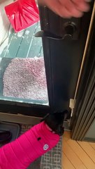 Shreddy the Dachshund Doesn't Wanna Go Out in -35