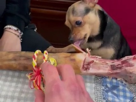 Small Dog Doesn't Want to Share Big Christmas Bone