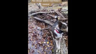 You need a laugh_ Just watch these funny pets
