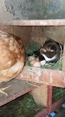 Funniest Animals 2023  Funniest Cat video part 2