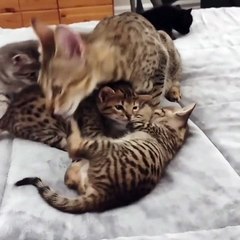 Kittens Playing Together