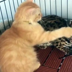 Friendly With Wild Cats