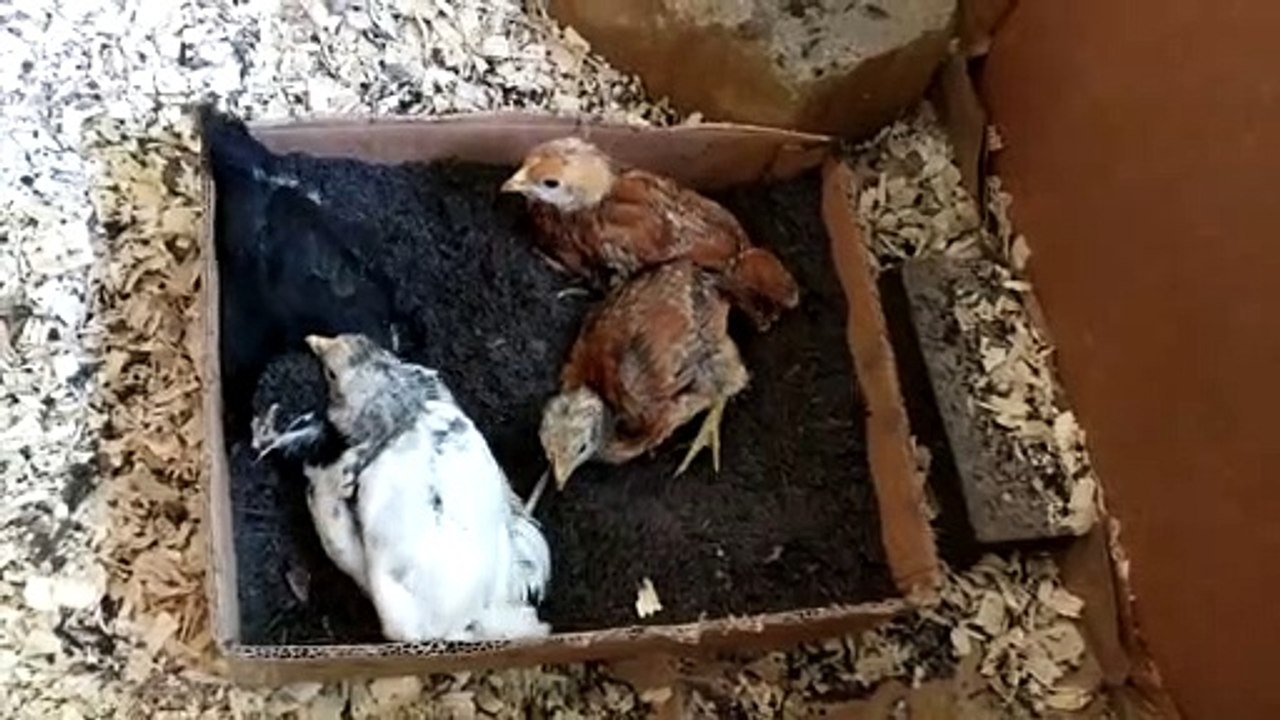 Babies Dust Bathing 2022-06-07