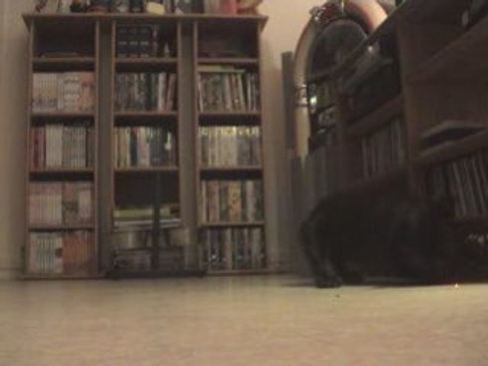 dusty mon bouledogue