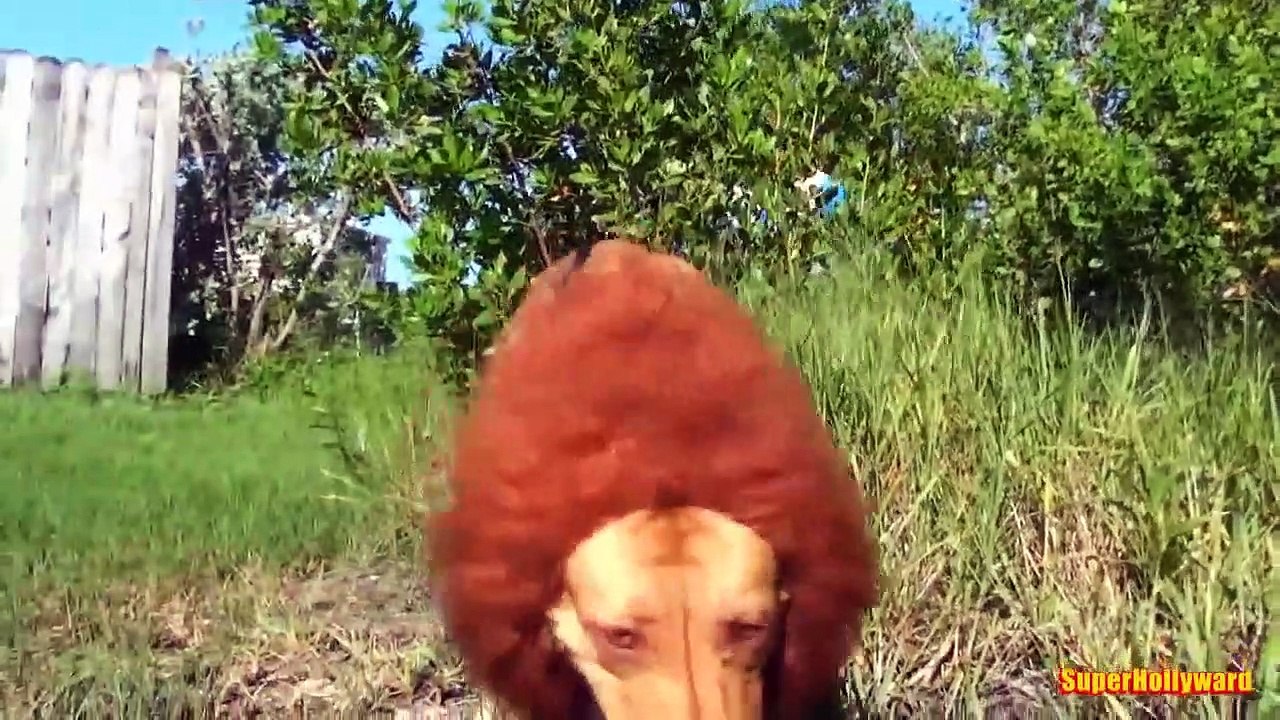 LION PRANK-2022