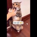 Funniest Cats Compilation #16 Don't try to hold back Laughter