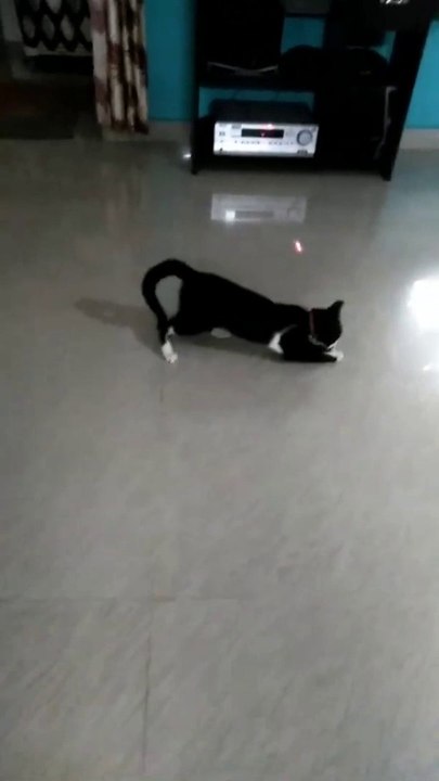 Best Cat Playing Video