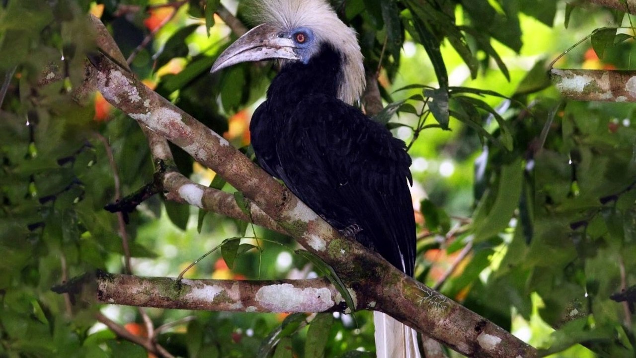 Crested hornbill (Berenicornis comatus)