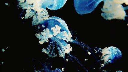 Nature And Wildlife-fish & jellyfish #jellyfish #fish