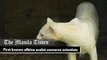 First known albino ocelot concerns scientists