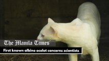 First known albino ocelot concerns scientists