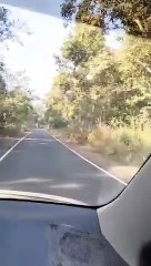 Saved from Tiger Attack ।।Short Viral Video