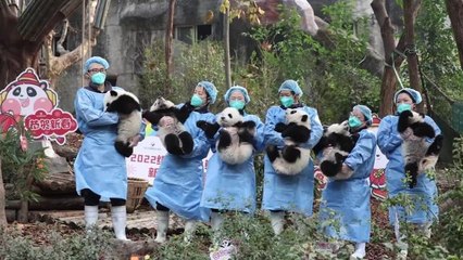 Yeni Yıl Öncesi Panda Yavruları Ziyaretçilerini Selamladı