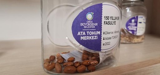 KARADENİZ'İN ATA TOHUMLARI ÇOĞALTILIYOR