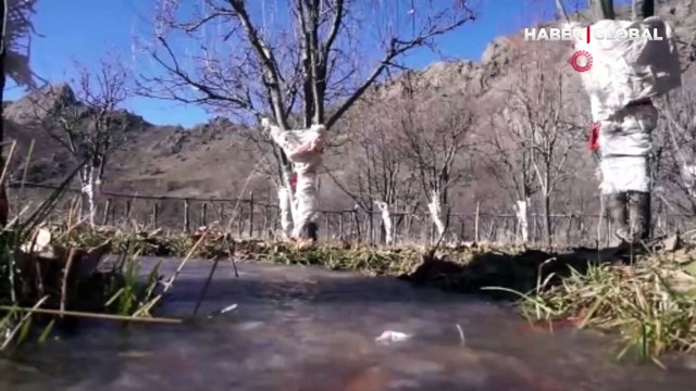 Yaban tavşanları köylülerin kabusu oldu!