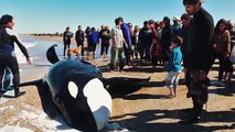 Rescuers Saved 7 Stranded Killer Whales. What Happened Next Will Melt Your Heart!