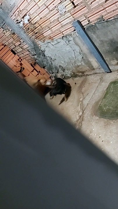 Dachshund Helps Pitbull Out of the Kennel