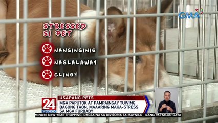 Mga paputok at pampaingay tuwing bagong taon, maaaring maka-stress sa mga furbaby | 24 Oras Weekend