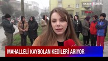 Mahalleli kaybolan kedilerini arıyor: Korkunç şüphe