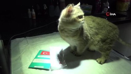 Veteriner Hekimler Odası Başkanı Mehmet Kızılinler: "Evcil kedi ve köpekler artık sokağa terk edilemeyecek"