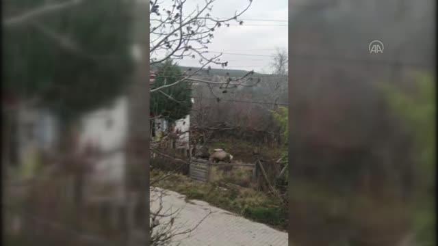 Nallıhan'da yerleşim birimine inen kızıl geyik görüntülendi