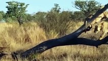 Lion King Must Surrender After Catastrophic Battle With Rhino - Buffalo vs Cheetah   Wild Animals