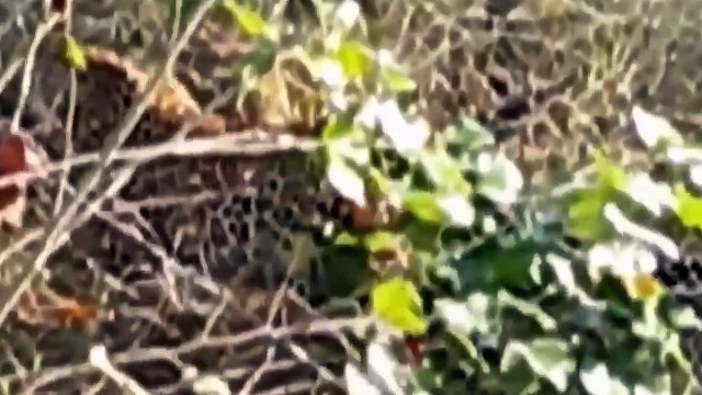 Tiger Frantically Attack Crocodile - Crocodile Too Unlucky Against Tiger - Tiger Vs Crocodile, Boar