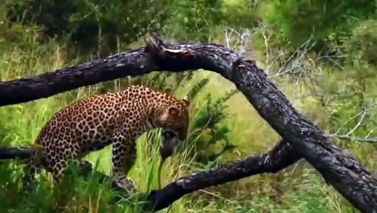 WATCH NOW ! Leopard Ruthlessly Steals Baboon's Newborn Baby   The Brutal Clash Of Leopard VS Baboon (2)