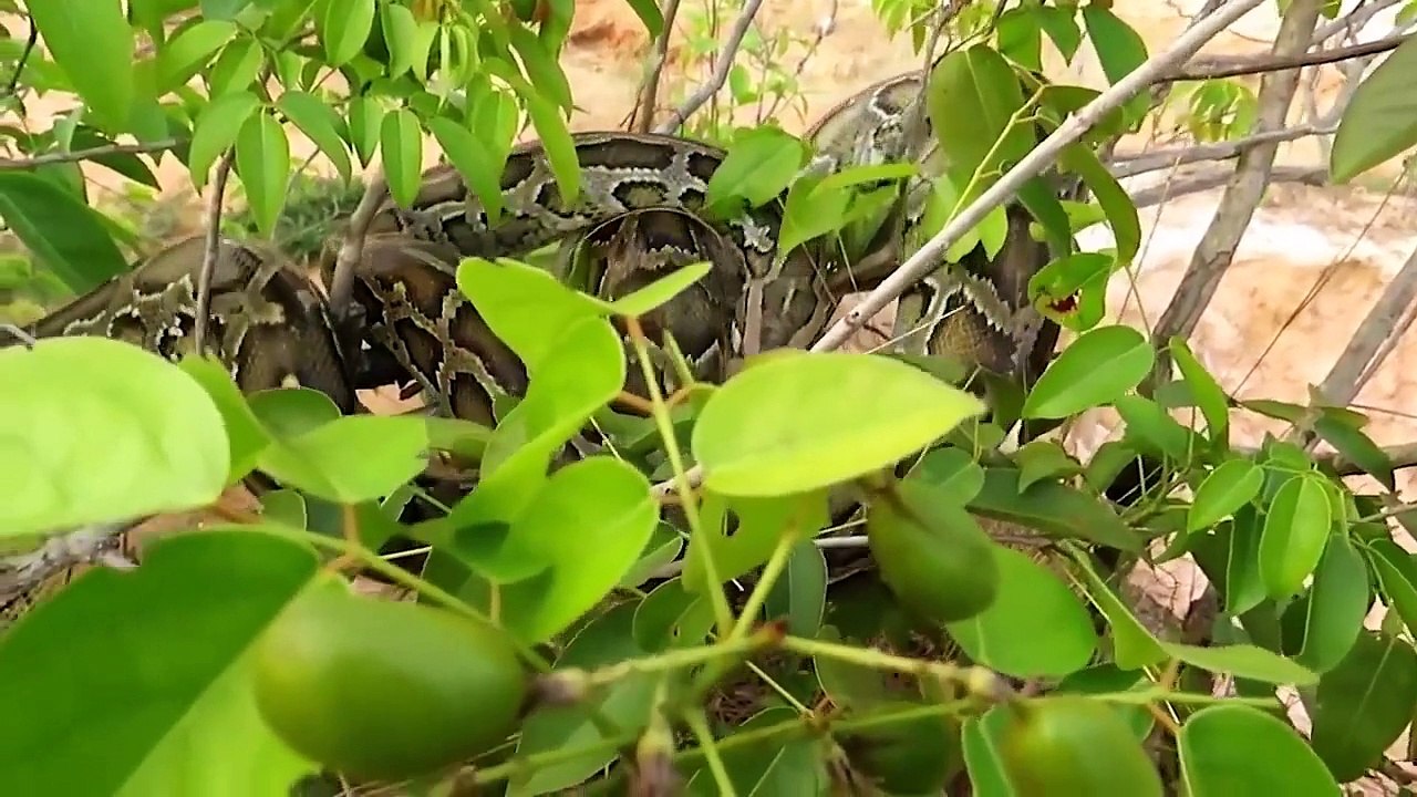 Crocodile Failed To Control Python – Lion Cub Mistakes When Challenged Python, Leopard vs Crocodile (2)