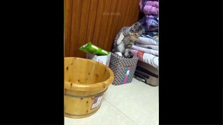 Funniest Animals  Best Of The 2021 Funny Animal Videos 41