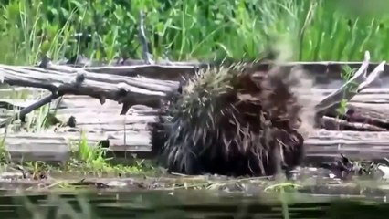 Can Leopard Hunt Porcupine With Sharp Thorns On His Body