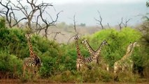 Unmerciful Battle Between Brave Giraffes And Lions - Wild Boars vs Lionesses   Crazy Fights