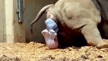 Rhino Fights Three Lions To Save Rhino Baby Just Born