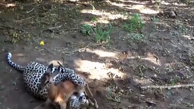 Zebra Cannot Control Hyena Zebra Mistakes When Hyenas Collisions Buffalo vs Lion