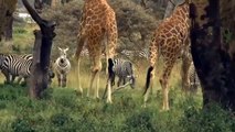 Unmerciful Battle Between Lions And Herd Of Wild Boars - Wild Dog vs Cheetah   Crazy Animals Fight