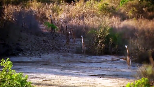Wild Buffaloes Resiliently Against Hungry Lions And The Result Is - Lioness Vs Deer Animal Fights
