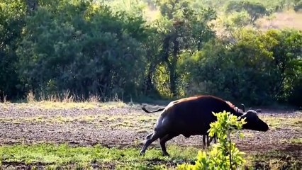 Hyena Is oo Dangerous - Buffalo And Rhino Are Both Powerless Against Hyena - Hyena vs Buffalo Rhino