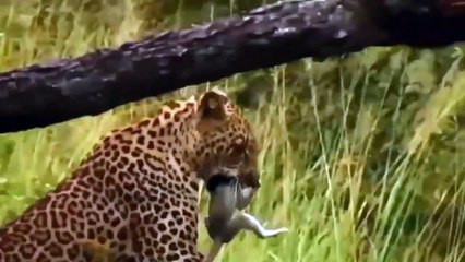 The Obnoxious Leopard Hunted The Baby Monkey While His Mother Was Away - Wild Animals Attack