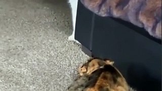 Funniest Cats    Don't try to hold back Laughter    Funny Cats Life