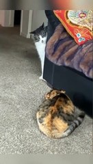 Funniest Cats    Don't try to hold back Laughter    Funny Cats Life