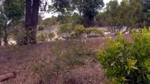 Brave Mother Wildebeest Fight Back Lion Cheetah - Wildebeest Baby Run Away - Attack For Survival