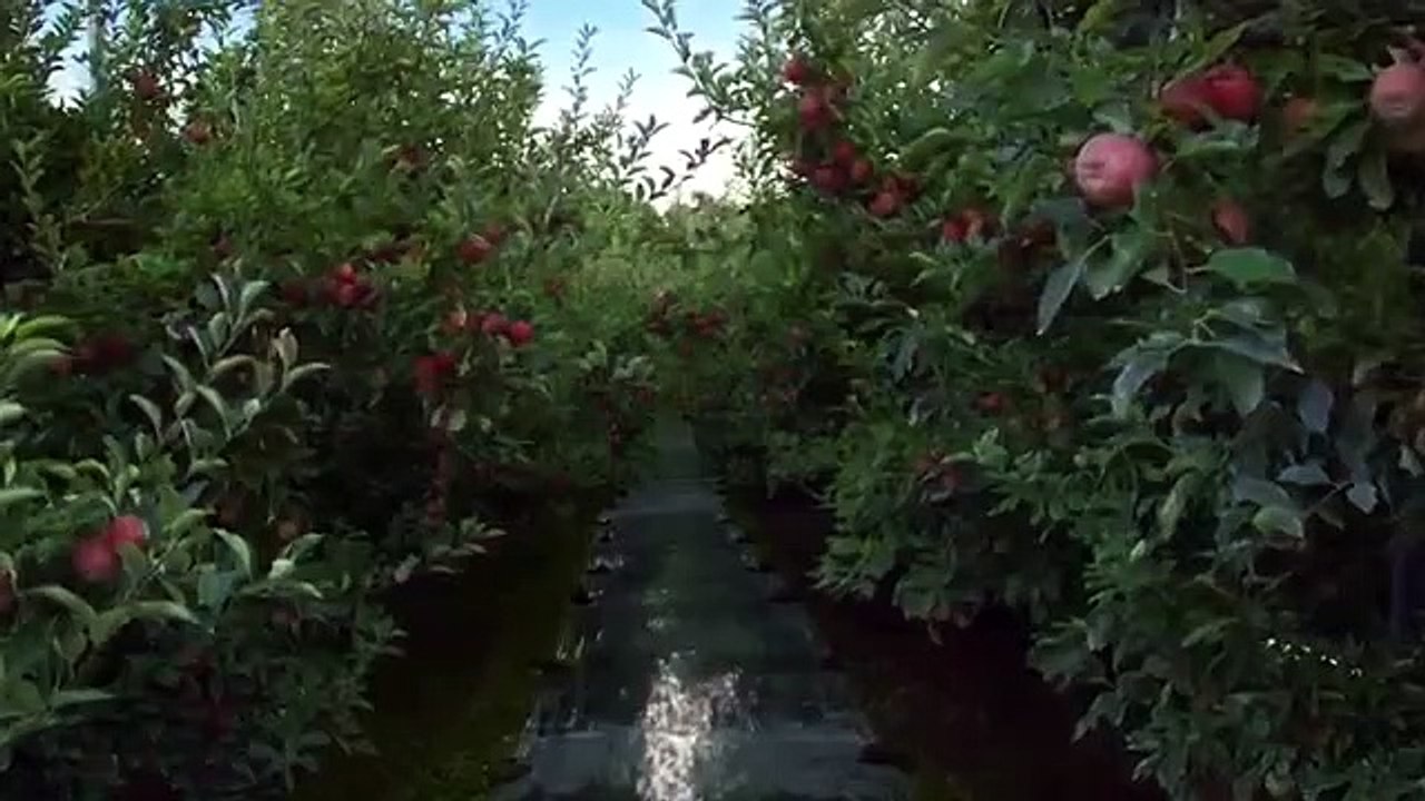 Forbidden - Dying for Love - Se3 - Ep03 - Fruit of the Family Tree HD Watch